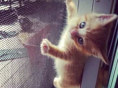 Ecrã de malha cinza leve para animais de estimação Ecrã de malha de poliéster Rolo resistente aos raios UV até 5 anos